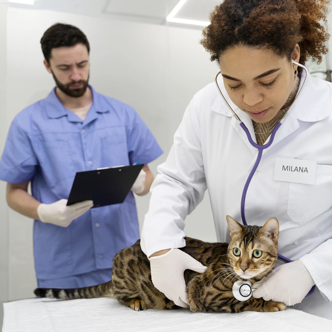 Asistente veterinario - Empleo veterinario en Ecuador